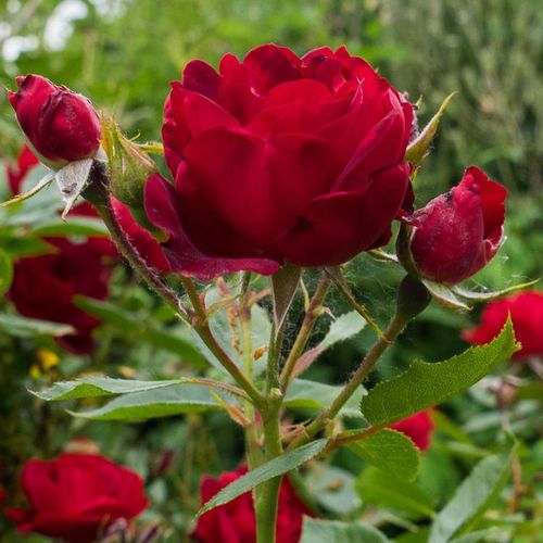 Rosa Milano® - roșu - Trandafir copac cu trunchi înalt - cu flori în buchet - coroană tufiș